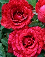 Роза чайно-гибридная Ред Интернешнл 